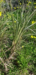 Spinifex