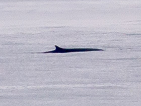 Fin whale