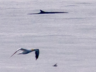 Fin whale