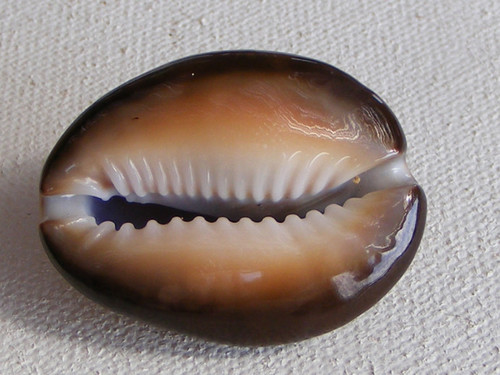 Monetaria caputserpentis