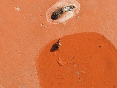 Poecilocrypticus formicophilus