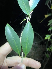 Coelospermum paniculatum
