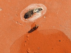 Poecilocrypticus formicophilus