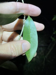 Coelospermum paniculatum