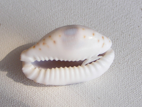 Naria erosa