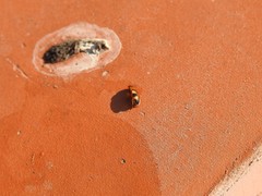 Poecilocrypticus formicophilus