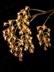 Epidendrum polyanthum