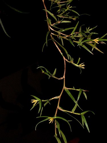 Epidendrum isomerum Schltr.