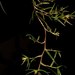 Epidendrum isomerum - Photo (c) Eric van den Berghe, some rights reserved (CC BY-NC), uploaded by Eric van den Berghe