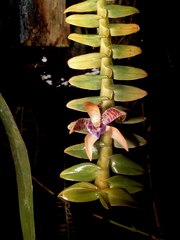 Dichaea muricatoides