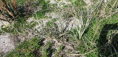 Spinifex
