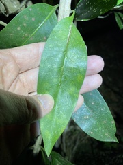 Coelospermum paniculatum
