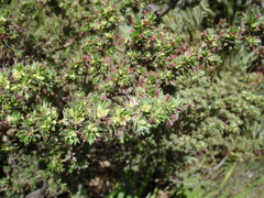 Cliffortia polygonifolia polygonifolia