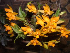 Lycaste aromatica