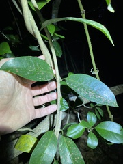 Coelospermum paniculatum