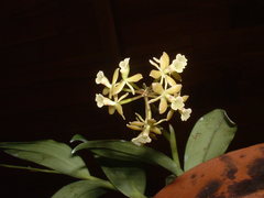 Epidendrum anceps