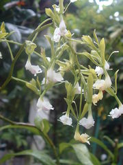 Epidendrum veroscriptum
