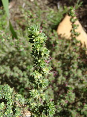 Cliffortia polygonifolia polygonifolia