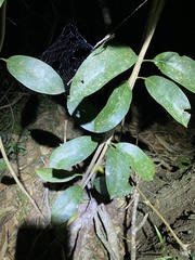 Coelospermum paniculatum