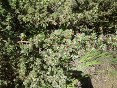 Cliffortia polygonifolia polygonifolia