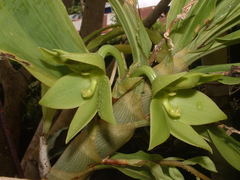 Cycnoches stenodactylon