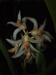Xylobium elongatum