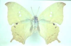 Zaretis callidryas