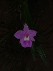 Dimerandra emarginata