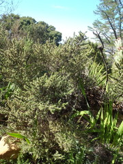 Cliffortia polygonifolia polygonifolia