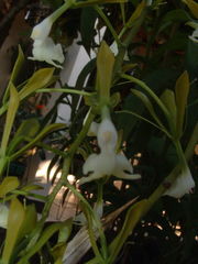 Epidendrum veroscriptum