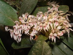 Maxillaria densa
