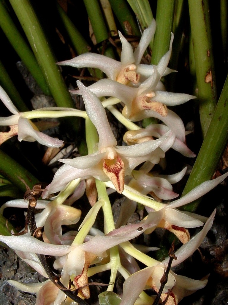 Xylobium elongatum