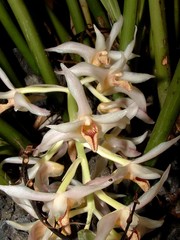 Xylobium elongatum