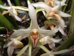 Xylobium elongatum