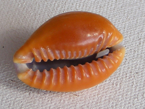 Naria helvola