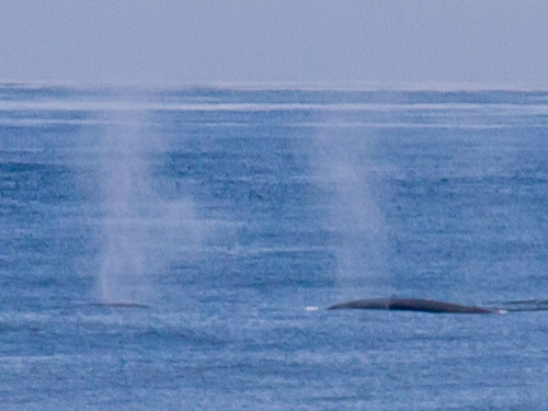 Fin whale