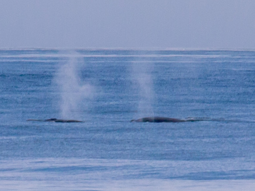 Fin whale