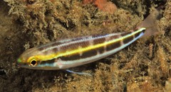 Pentapodus paradiseus