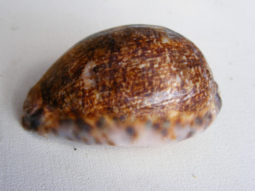 Mauritia arabica