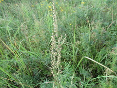 Artemisia tanacetifolia