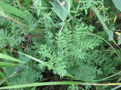 Artemisia tanacetifolia