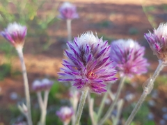 Ptilotus helipteroides