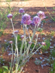 Ptilotus helipteroides