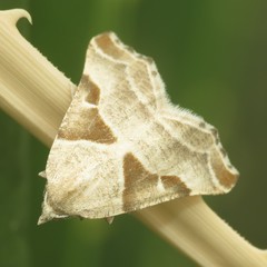 Plataea blanchardaria