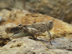 Oedipoda coerulea