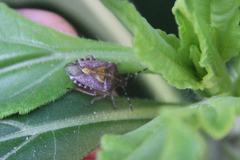 Dolycoris baccarum