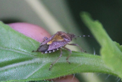 Dolycoris baccarum