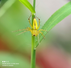 Oxyopes