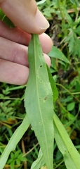 Ophiomyia parda