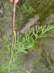 Notobubon ferulaceum